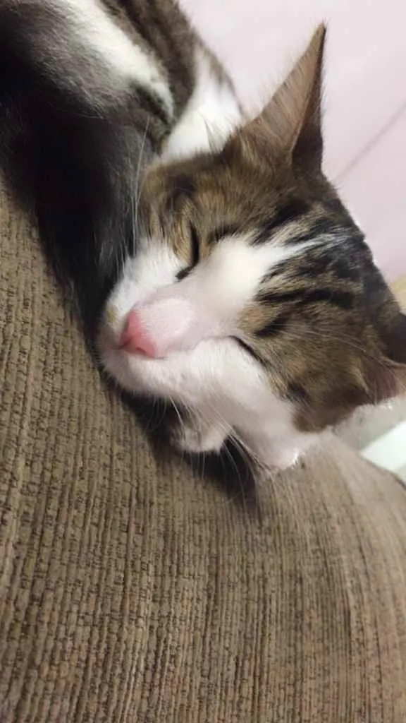 Gato ra a Sem raça  idade 7 a 11 meses nome gigi