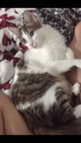 gigi