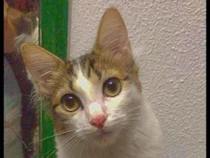 Gato raça Sem raça  idade 7 a 11 meses nome gigi