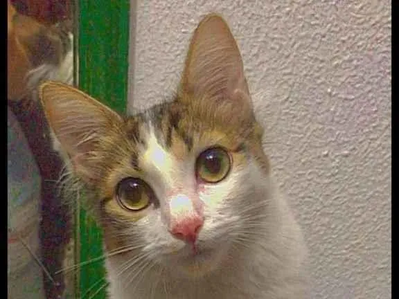 Gato ra a Sem raça  idade 7 a 11 meses nome gigi