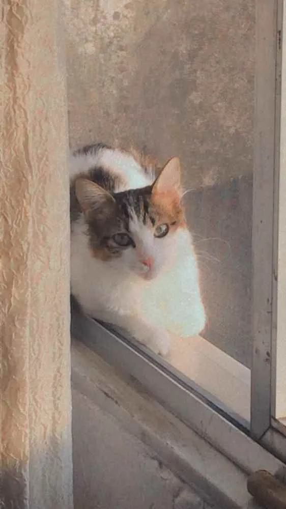 Gato ra a Sem raça  idade 7 a 11 meses nome gigi