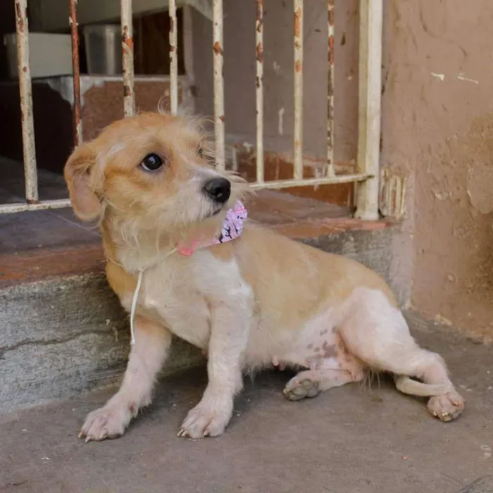 Cachorro ra a SRD-ViraLata idade 1 ano nome Shakira
