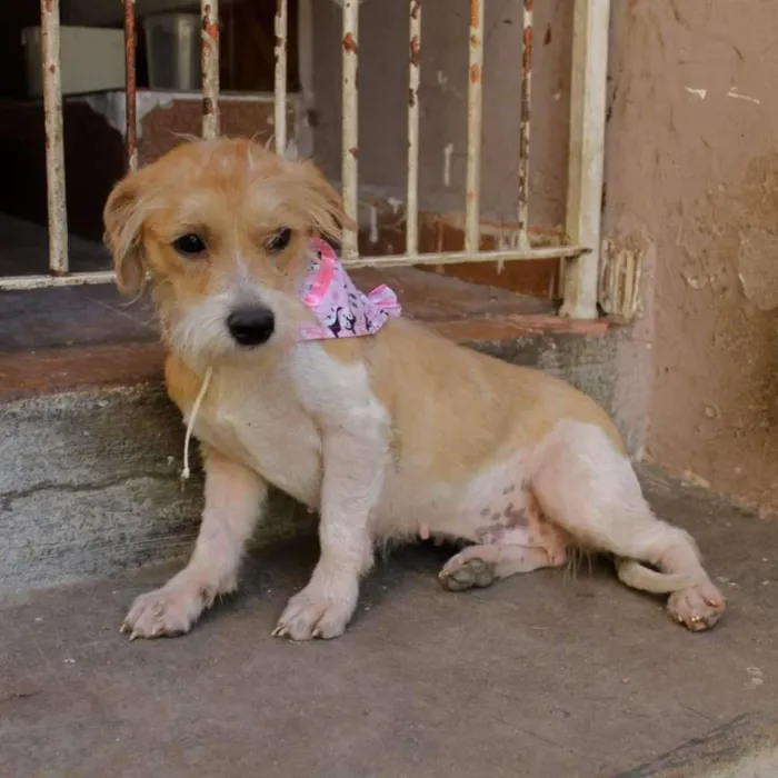 Cachorro ra a SRD-ViraLata idade 1 ano nome Shakira