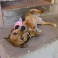 Belinha