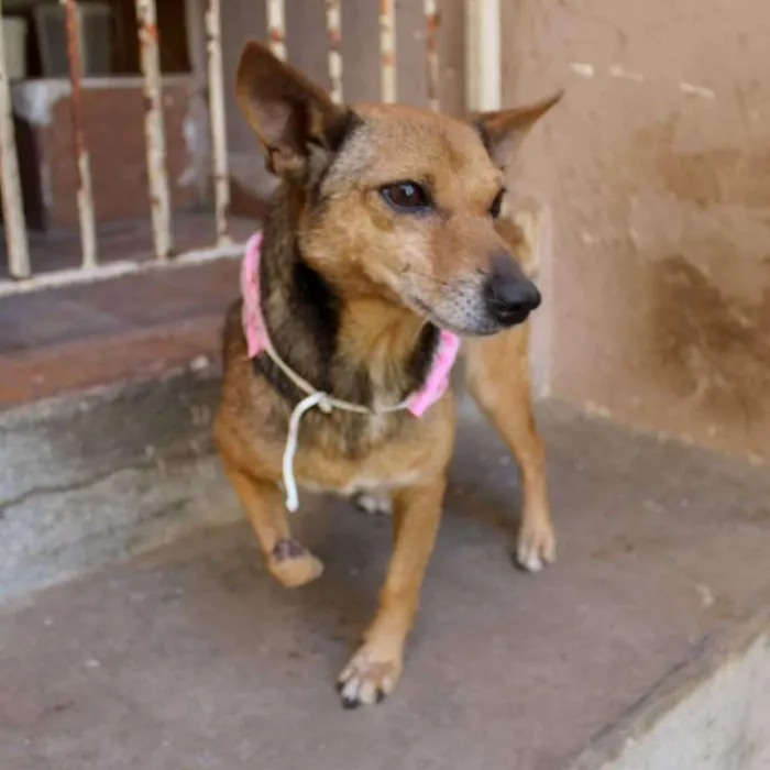 Cachorro ra a SRD-ViraLata idade 1 ano nome Belinha
