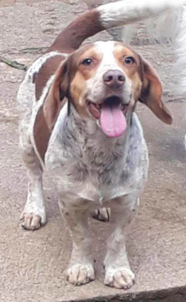 Cachorro raça SRD idade 7 a 11 meses nome Snoopy