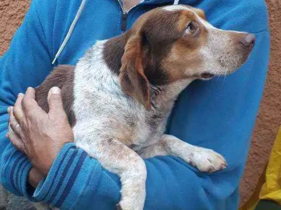 Cachorro raça SRD idade 7 a 11 meses nome Snoopy