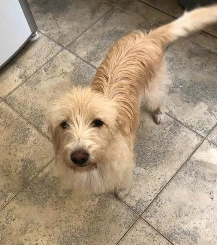 Cachorro raça Srd idade 1 ano nome July