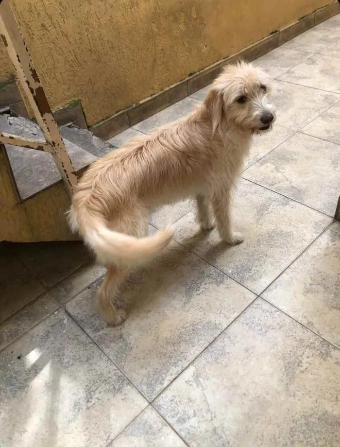 Cachorro raça Srd idade 1 ano nome July