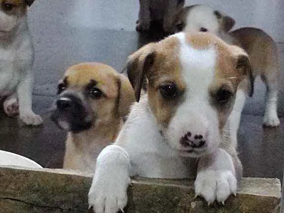 Cachorro ra a SRD idade Abaixo de 2 meses nome Sem nomes