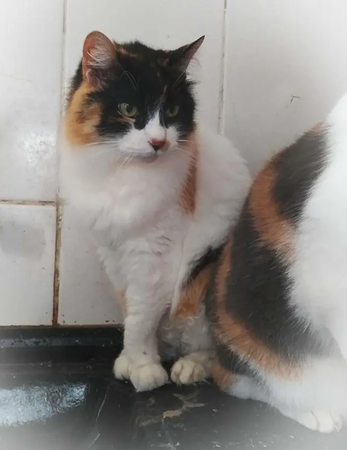 Gato raça srd idade 5 anos nome Bibi