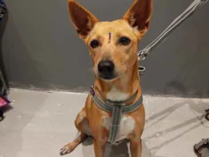 Cachorro raça SRD idade  nome Lady