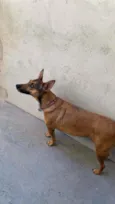 Margarida
