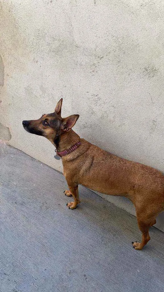 Cachorro ra a SRD idade 3 anos nome Margarida