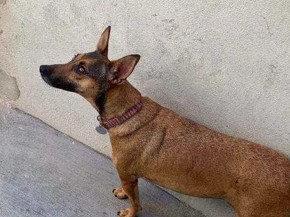 Cachorro ra a SRD idade 3 anos nome Margarida