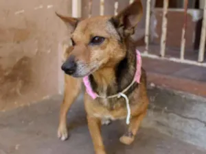 Cachorro raça SRD-ViraLata idade 1 ano nome Belinha