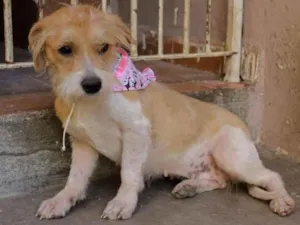 Cachorro raça SRD-ViraLata idade 1 ano nome Shakira