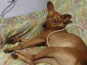 Cachorro raça Pincher misturado idade 1 ano nome Lary