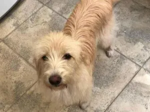 Cachorro raça Srd idade 1 ano nome July