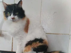 Gato raça srd idade 5 anos nome Bibi