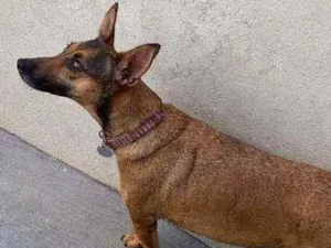 Cachorro raça SRD idade 3 anos nome Margarida