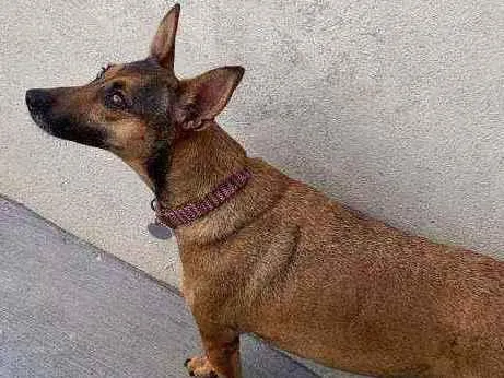 Cachorro ra a SRD idade 3 anos nome Margarida