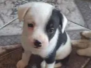 Cachorro ra a Srd  idade Abaixo de 2 meses nome Luna 