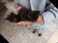 Tom e jerry