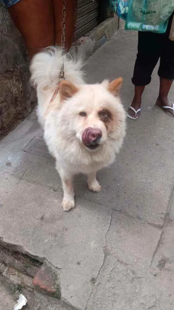 Cachorro ra a Chow chow idade 2 anos nome Lara