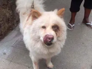 Cachorro raça Chow chow idade 2 anos nome Lara