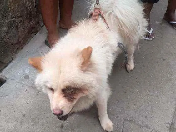 Cachorro ra a Chow chow idade 2 anos nome Lara