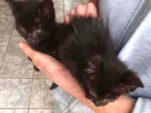 Gato raça Srd idade 2 a 6 meses nome Tom e jerry