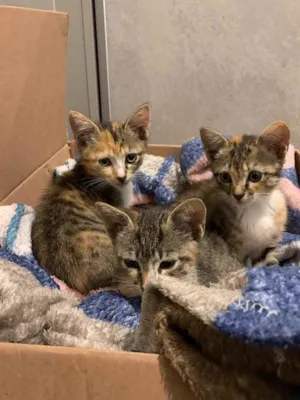 Gato raça  idade Abaixo de 2 meses nome Sem nome