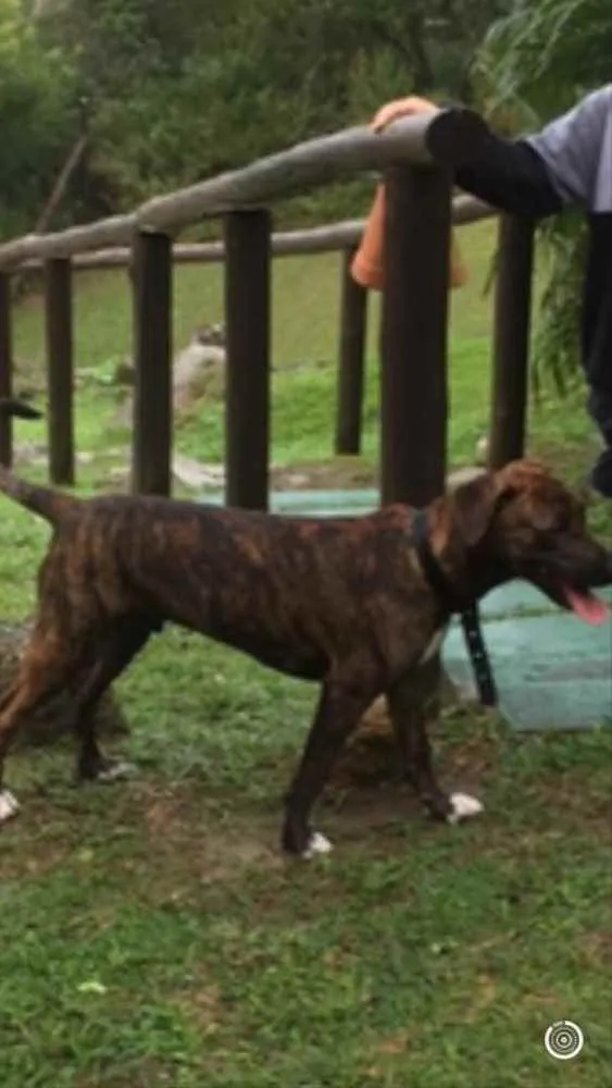 Cachorro raça Vira-lata  idade 7 a 11 meses nome Thor 