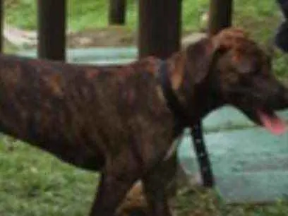 Cachorro raça Vira-lata  idade 7 a 11 meses nome Thor 
