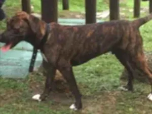 Cachorro raça Vira-lata  idade 7 a 11 meses nome Thor 