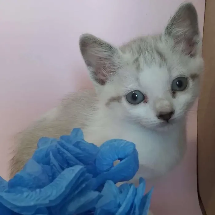 Gato ra a SRD-ViraLata idade Abaixo de 2 meses nome filhotes