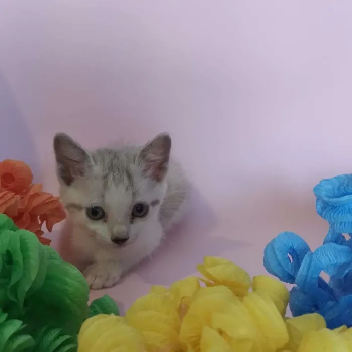 Gato ra a SRD-ViraLata idade Abaixo de 2 meses nome filhotes