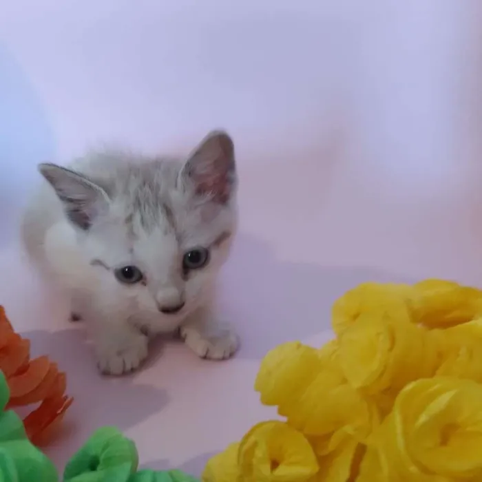 Gato ra a SRD-ViraLata idade Abaixo de 2 meses nome filhotes