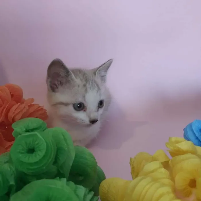 Gato ra a SRD-ViraLata idade Abaixo de 2 meses nome filhotes