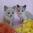filhotes
