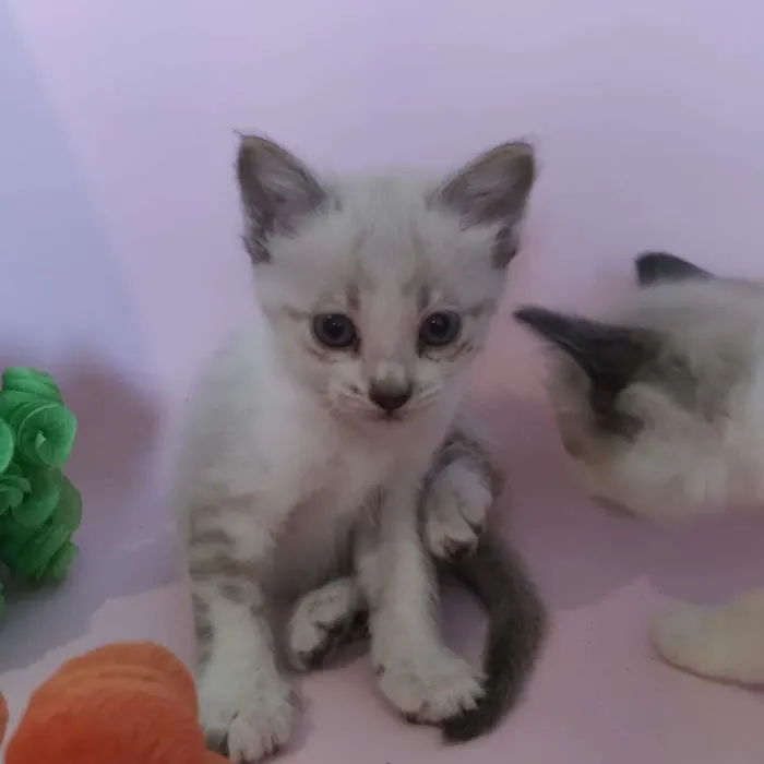 Gato ra a SRD-ViraLata idade Abaixo de 2 meses nome filhotes