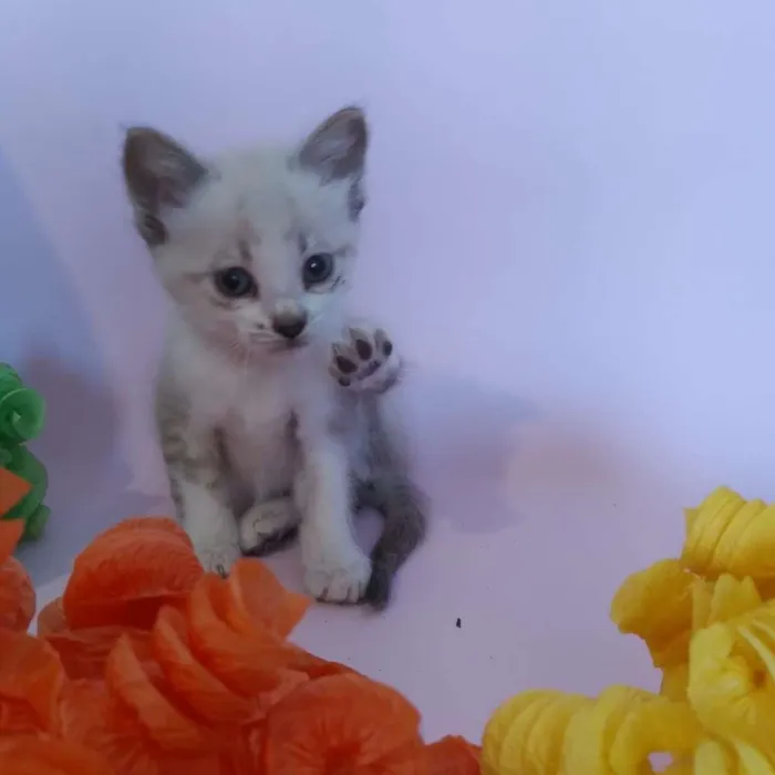 Gato ra a SRD-ViraLata idade Abaixo de 2 meses nome filhotes