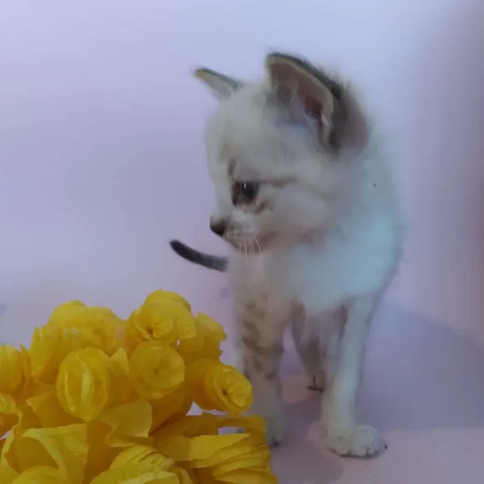 Gato ra a SRD-ViraLata idade Abaixo de 2 meses nome filhotes