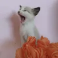 filhotes