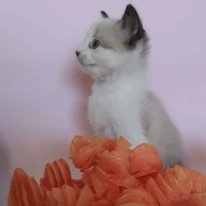 Gato ra a SRD-ViraLata idade Abaixo de 2 meses nome filhotes