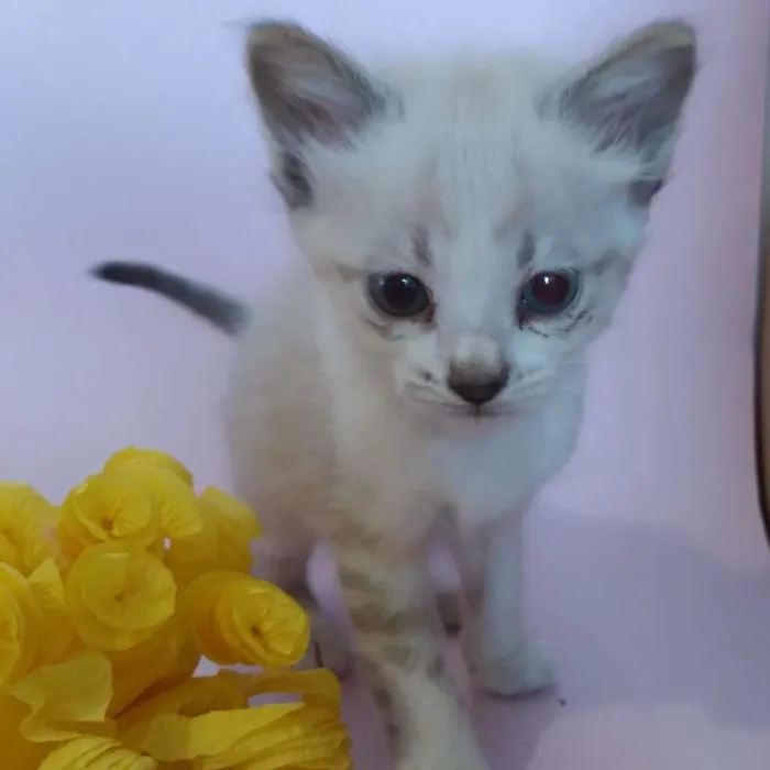 Gato ra a SRD-ViraLata idade Abaixo de 2 meses nome filhotes
