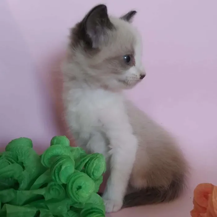 Gato ra a SRD-ViraLata idade Abaixo de 2 meses nome filhotes