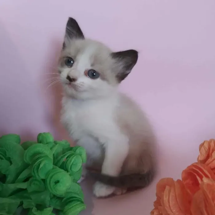 Gato ra a SRD-ViraLata idade Abaixo de 2 meses nome filhotes