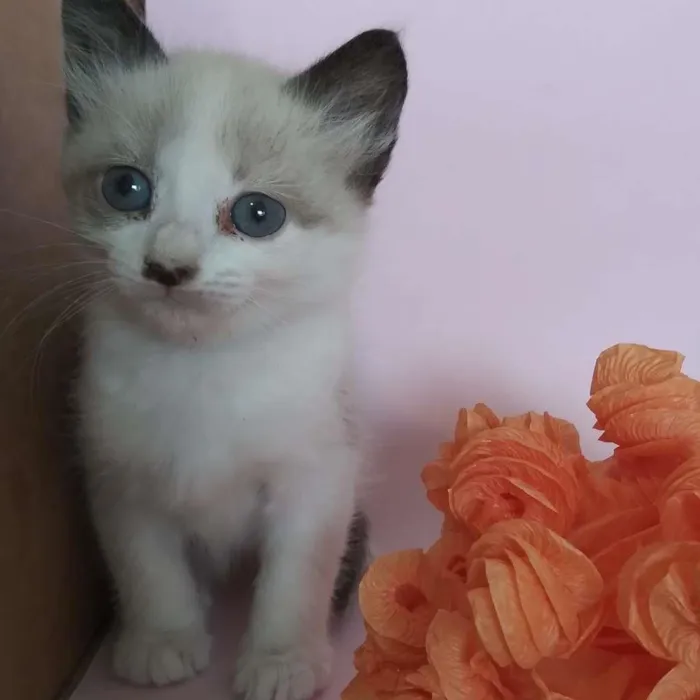 Gato ra a SRD-ViraLata idade Abaixo de 2 meses nome filhotes